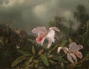 Martin Johnson Heade Jungle Orchids and Hummingbirds Spain oil painting reproduction